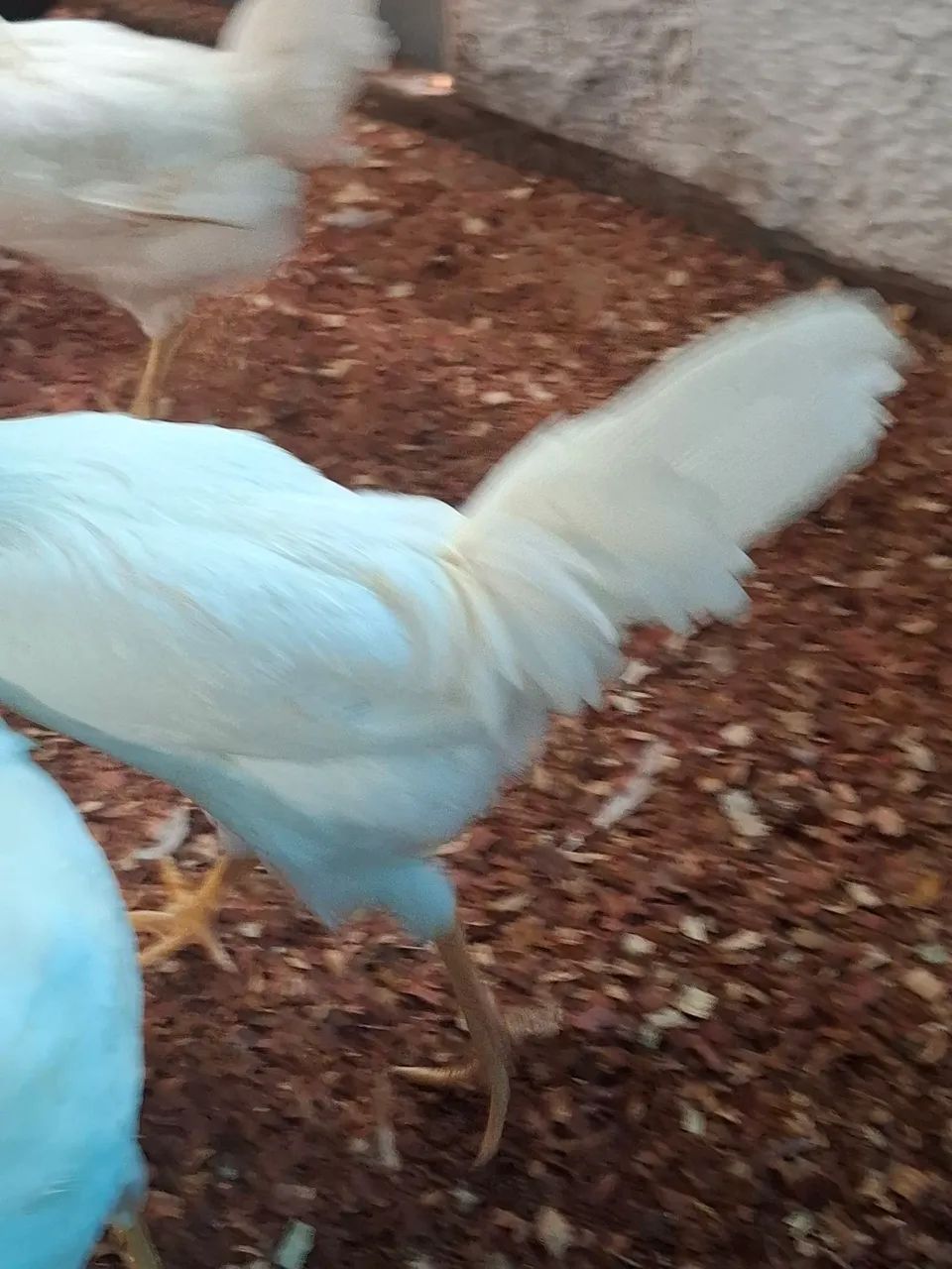 Vendo galo ?  - Foto 3