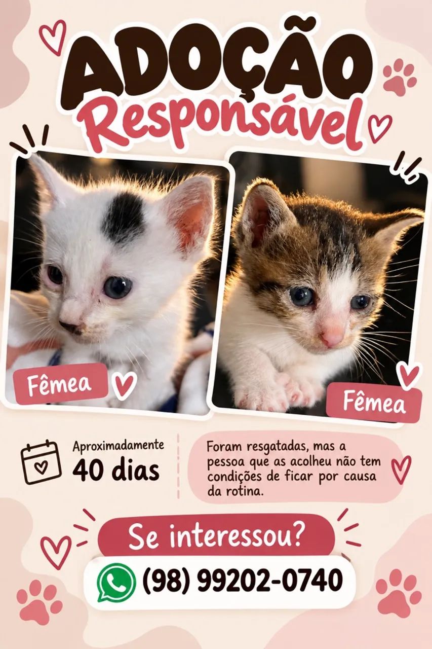 Gatinhas para adoção 