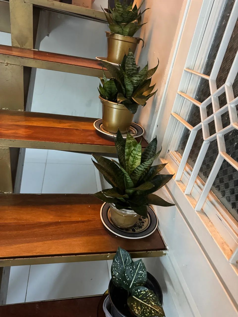 Plantas vasinhos  - Foto 2
