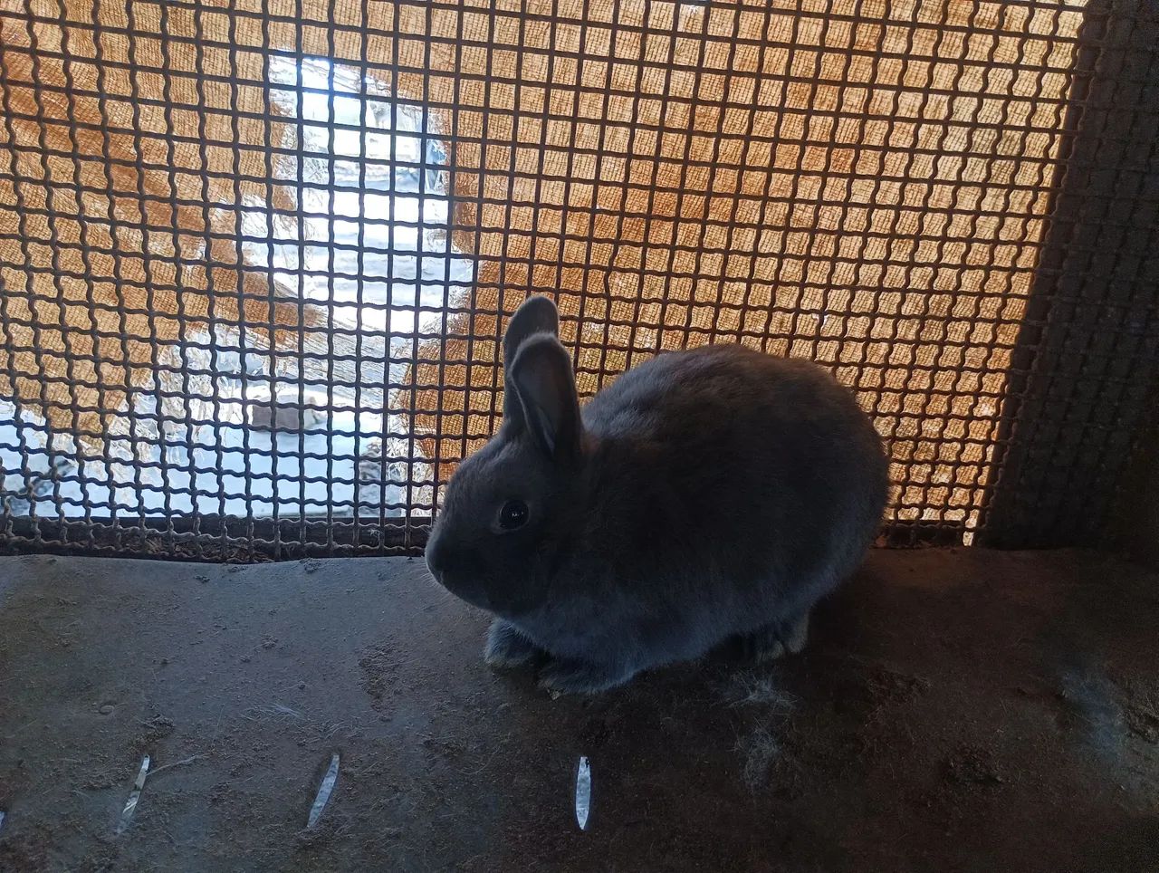Animal