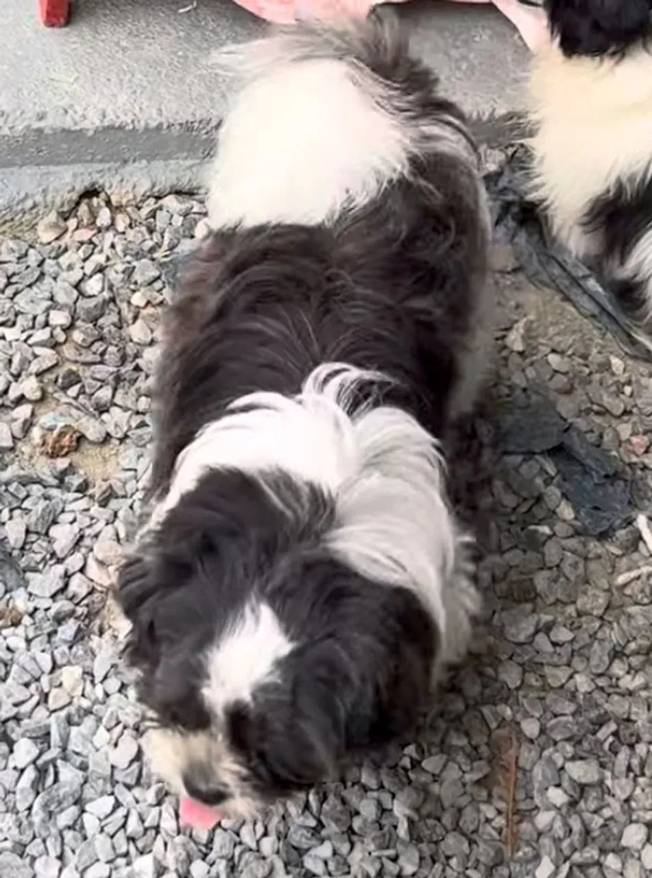 Cachorro Shih Tzu