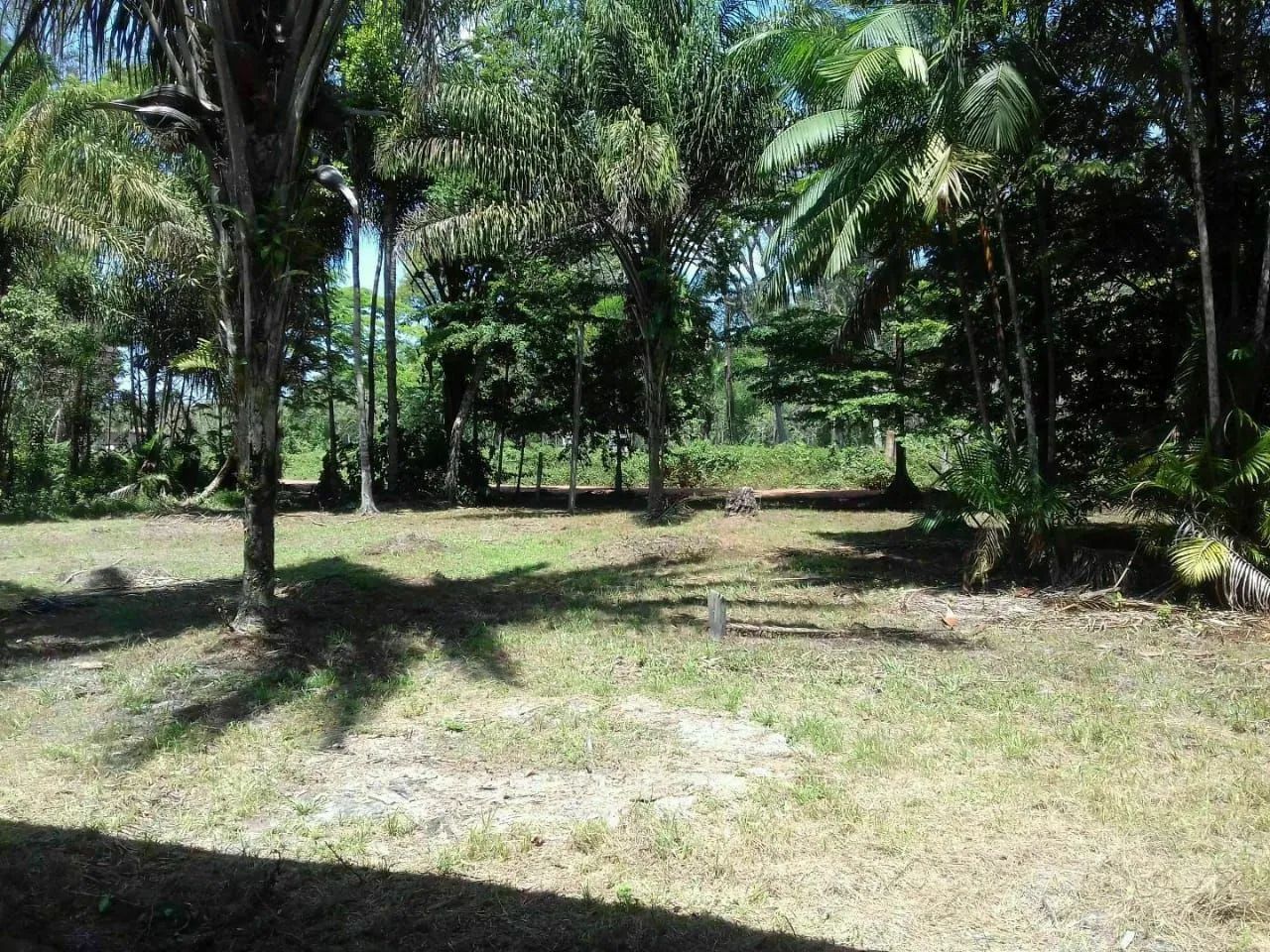 Lotes em Cotijuba 