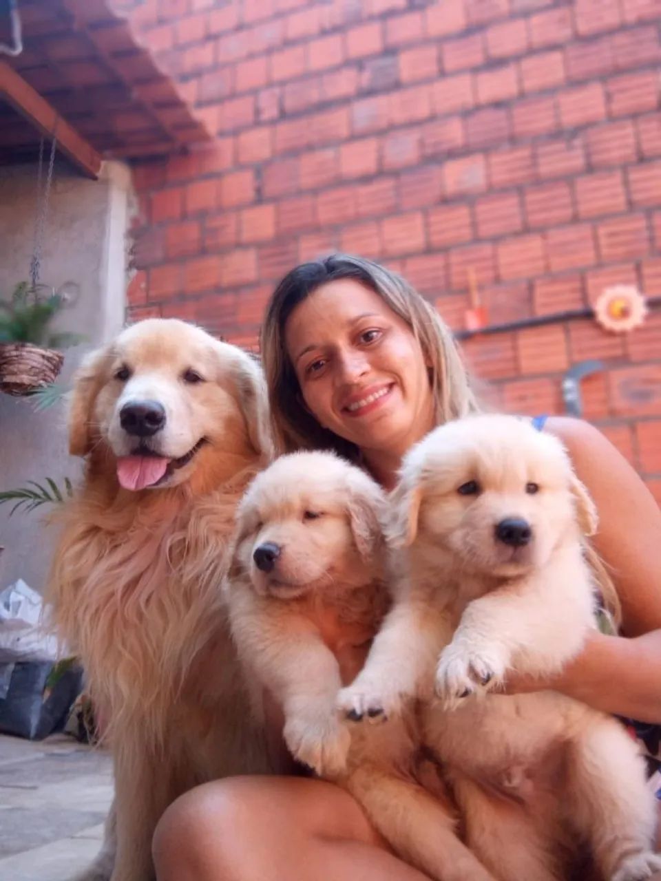Disponivel Golden Retriever  - Foto 2