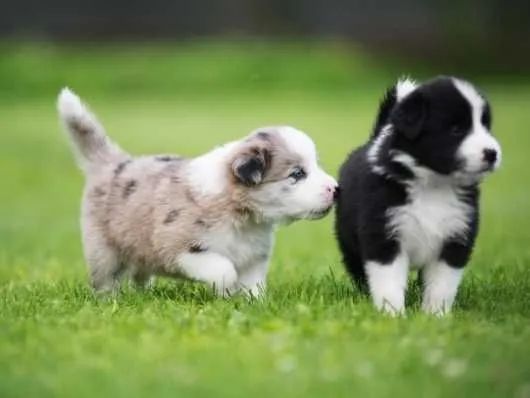 border collies 