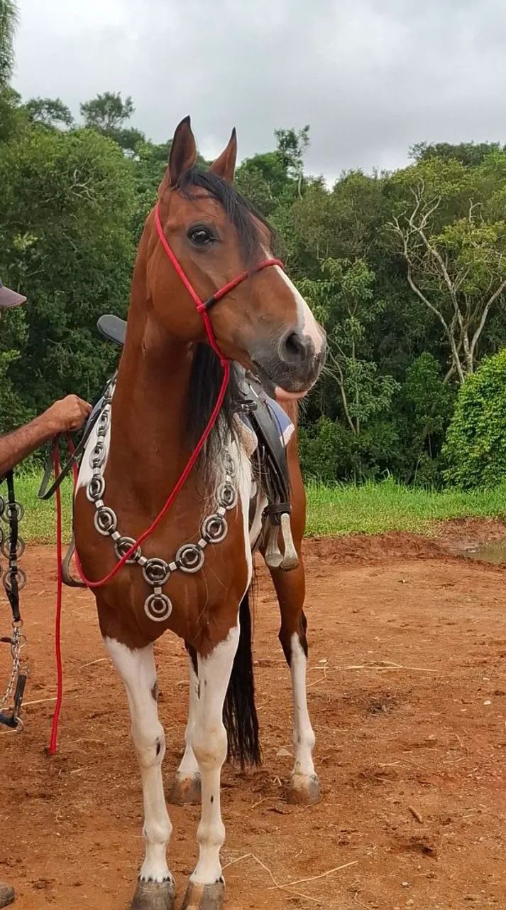Cavalo Mangalarga Paulista - Foto 2