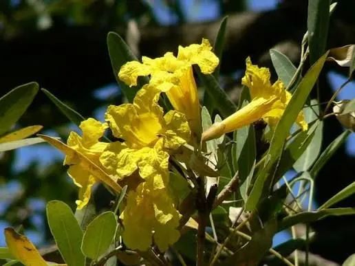 Mudas de ipê amarelo caraíba  - Foto 3