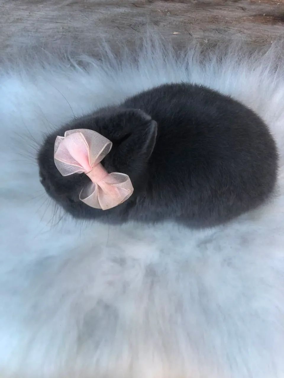 Coelho anão da raça netherland dwarf fêmea azul de viena  - o coelho menor do mundo  - Foto 4