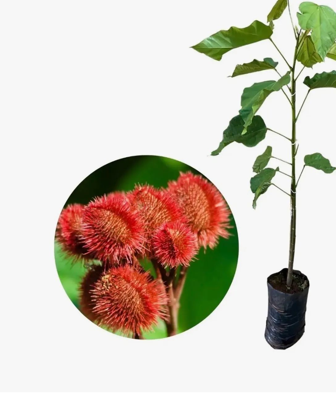 Muda se urucum 