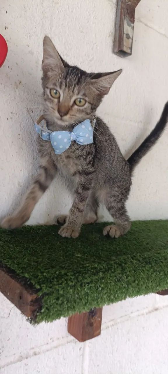 Gato P/Adoção -CASTRAÇÃO GRATÍS  - Foto 5