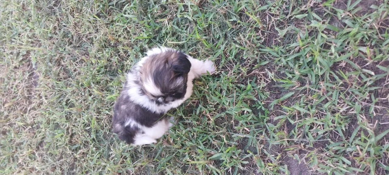 Shih Tzu - Foto 5