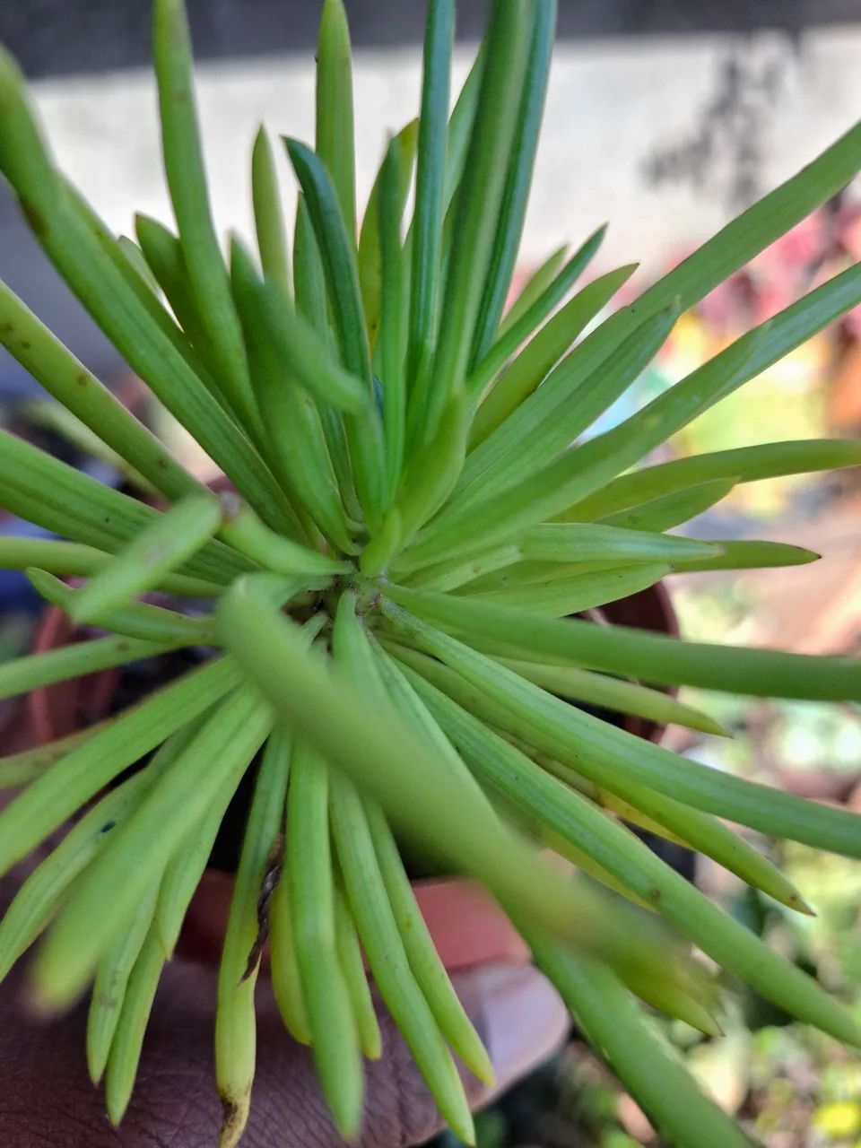 Plantas  - Foto 4