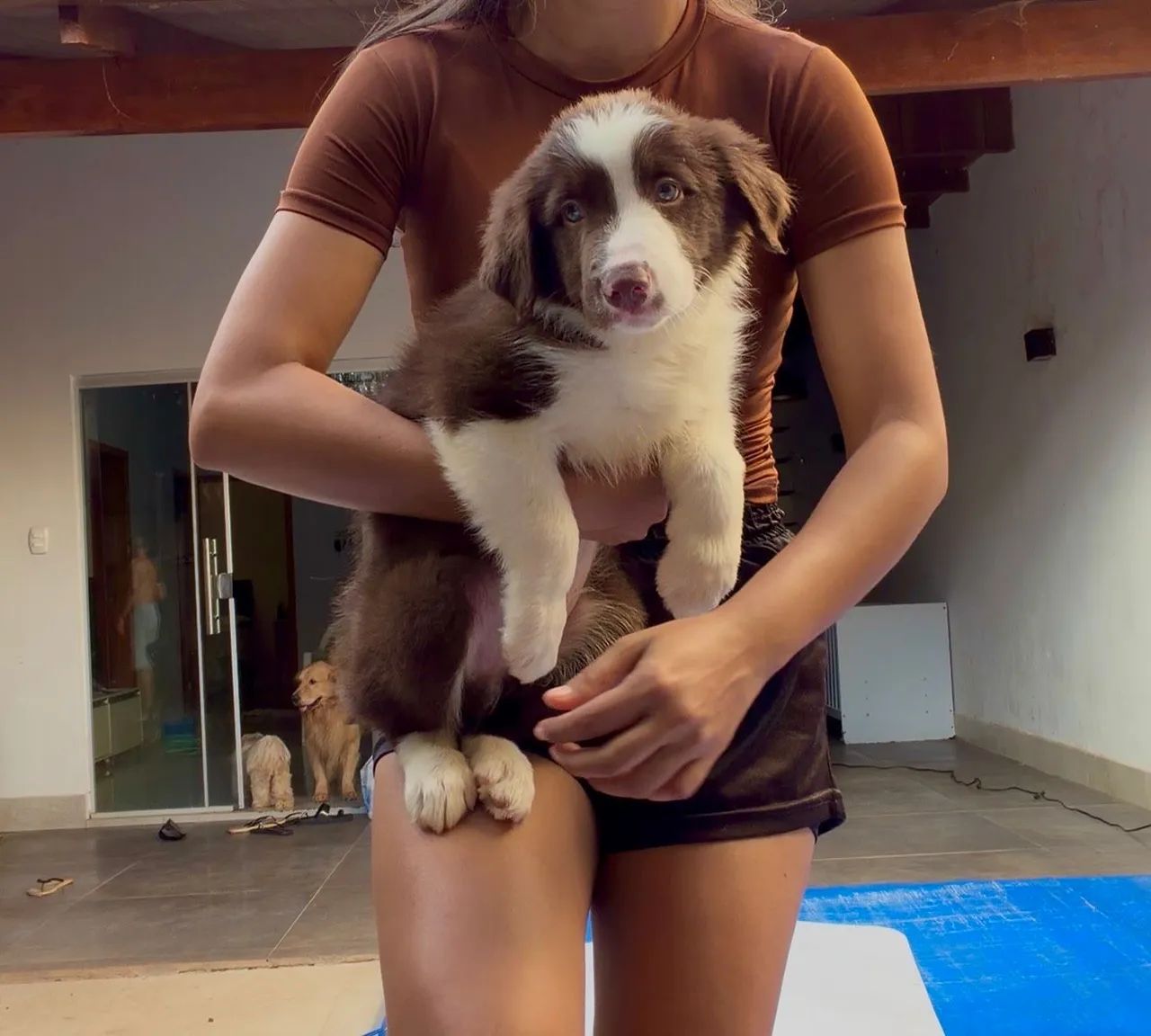 Cachorro  - Foto 3