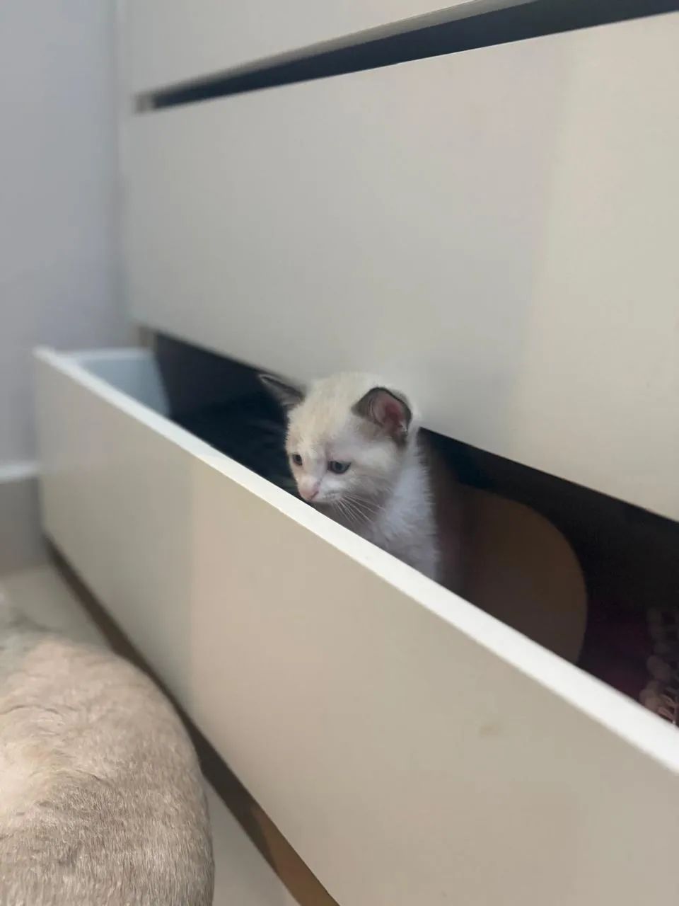 Gatinhos para adoção!