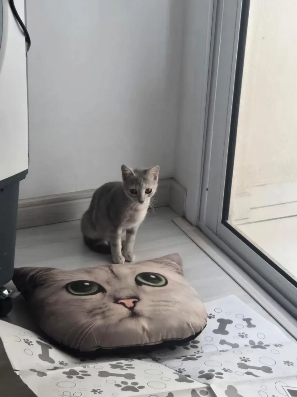 Doação de Gato - Foto 3