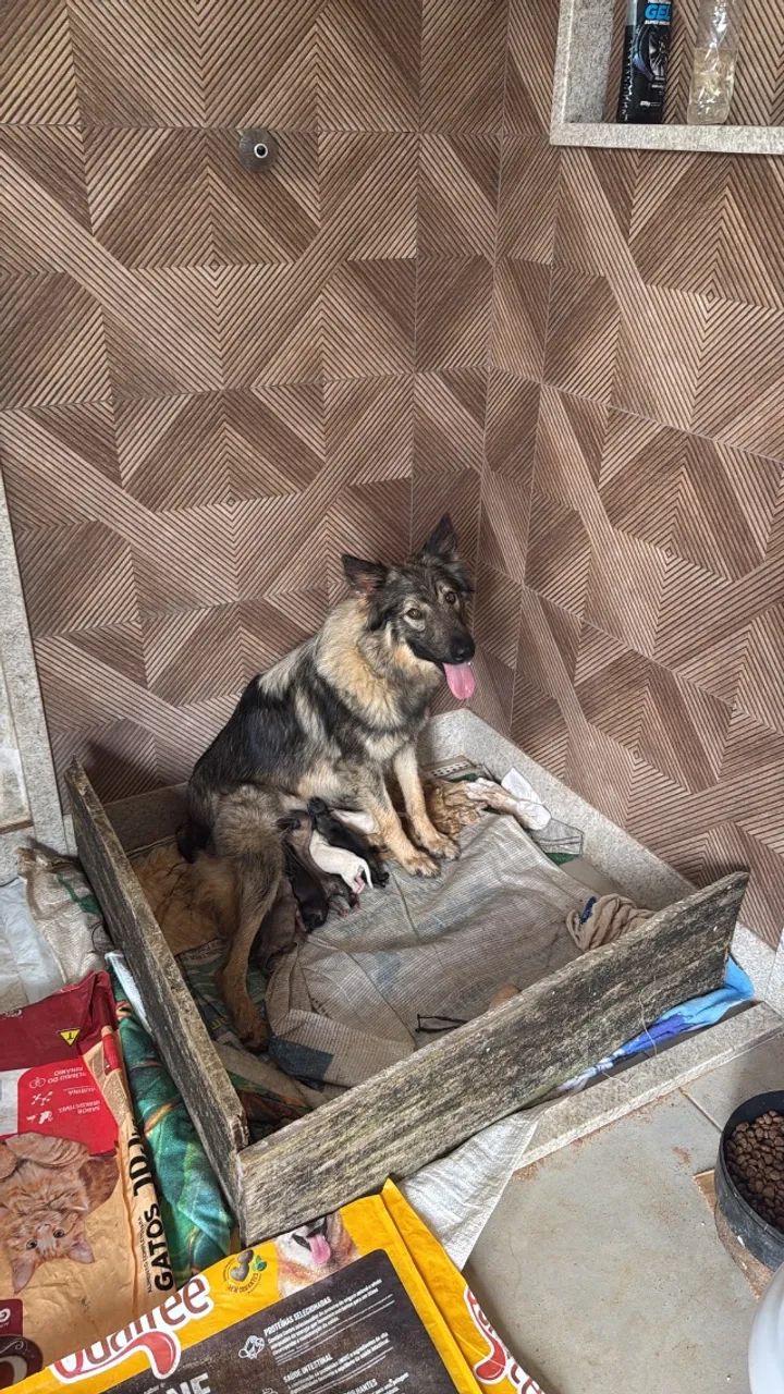 Cachorro, cães.  - Foto 4