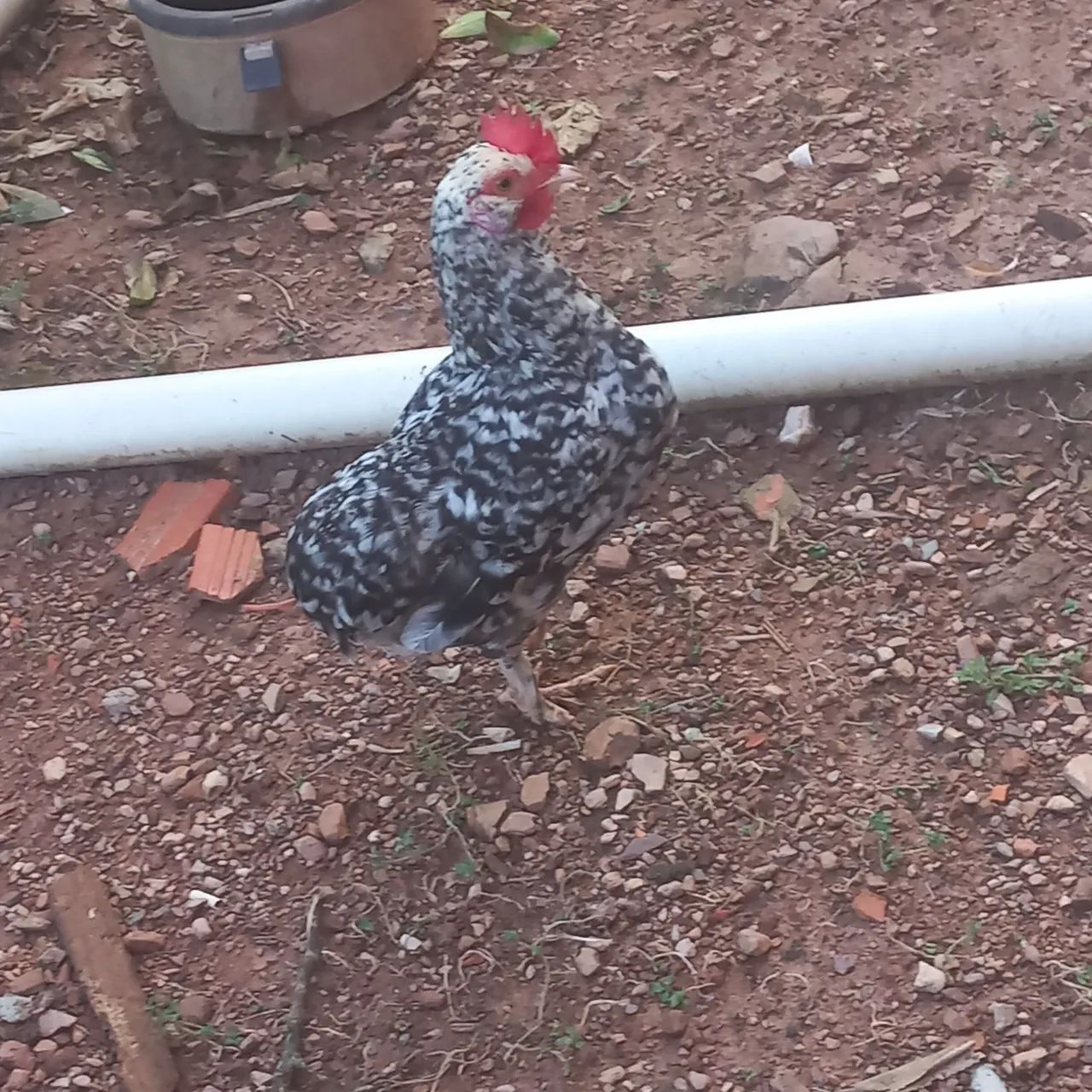 Frango e mine galize  - Foto 2