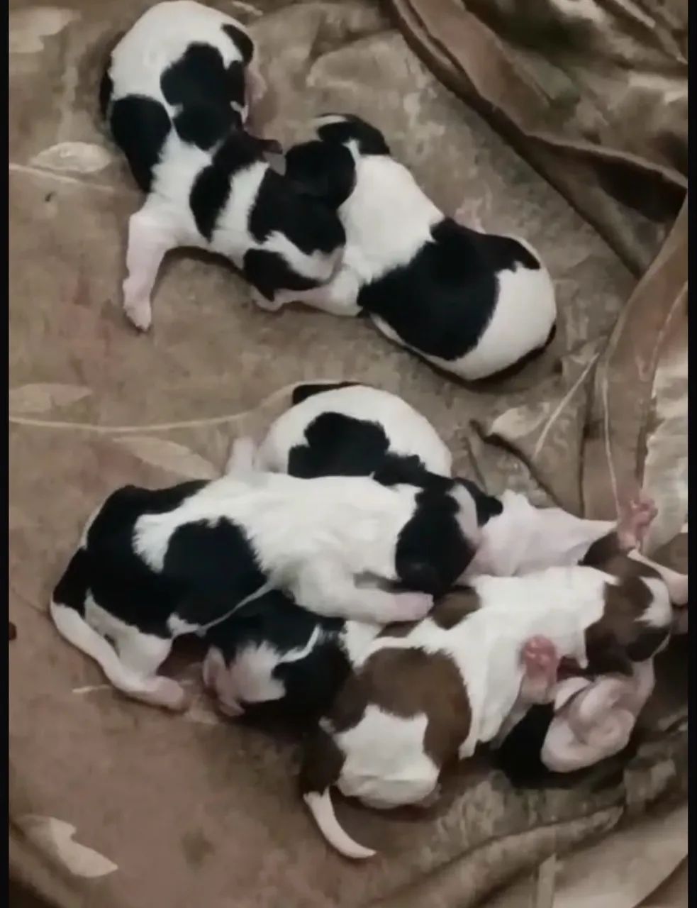 Shihtzu  - Foto 4