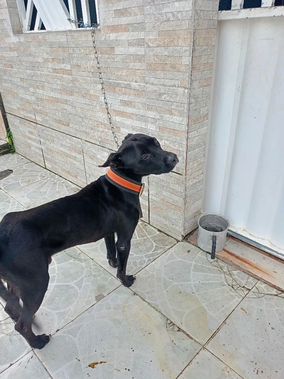 Cachorro para doação  - Foto 3