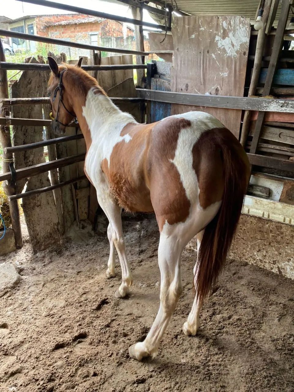 CAVALO PAMPO - Foto 3