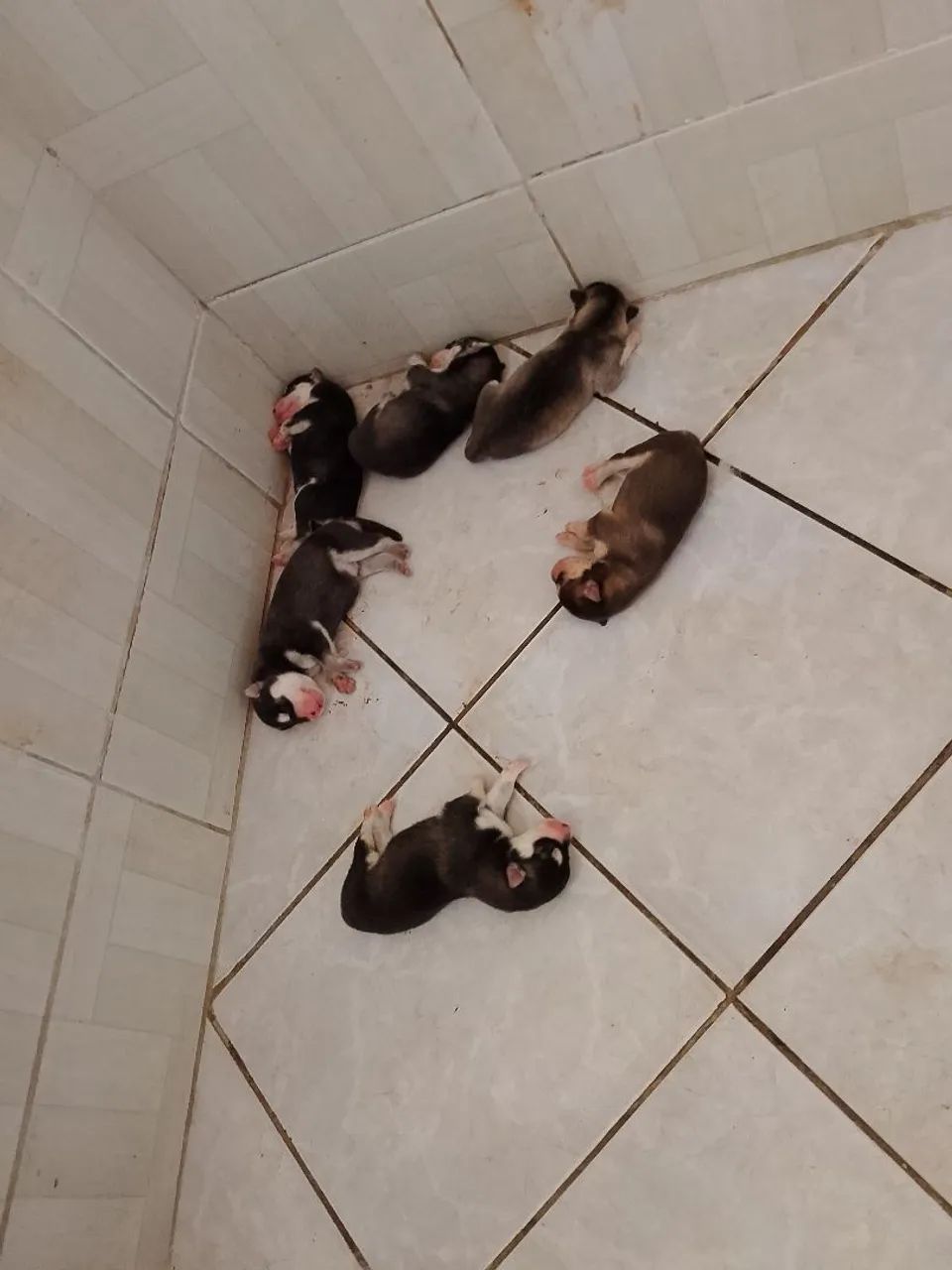 Filhotes de Husky Siberiano - Foto 5