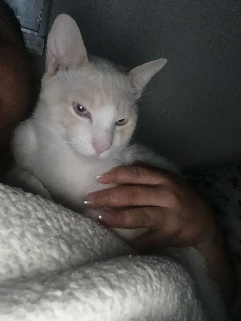 Gato branco  - Foto 3