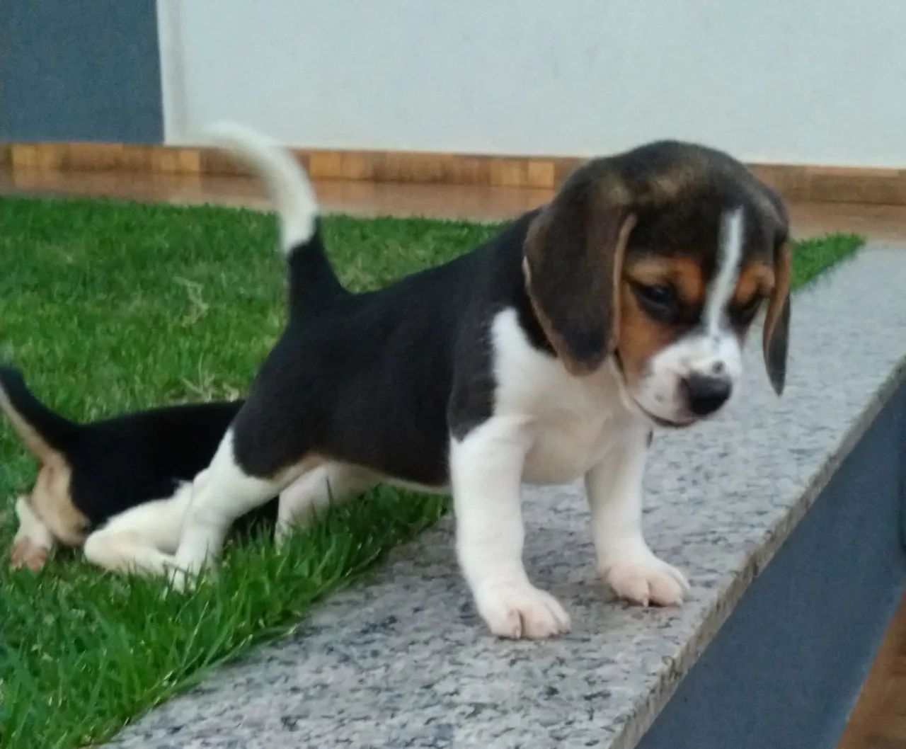 Beagle - Foto 2