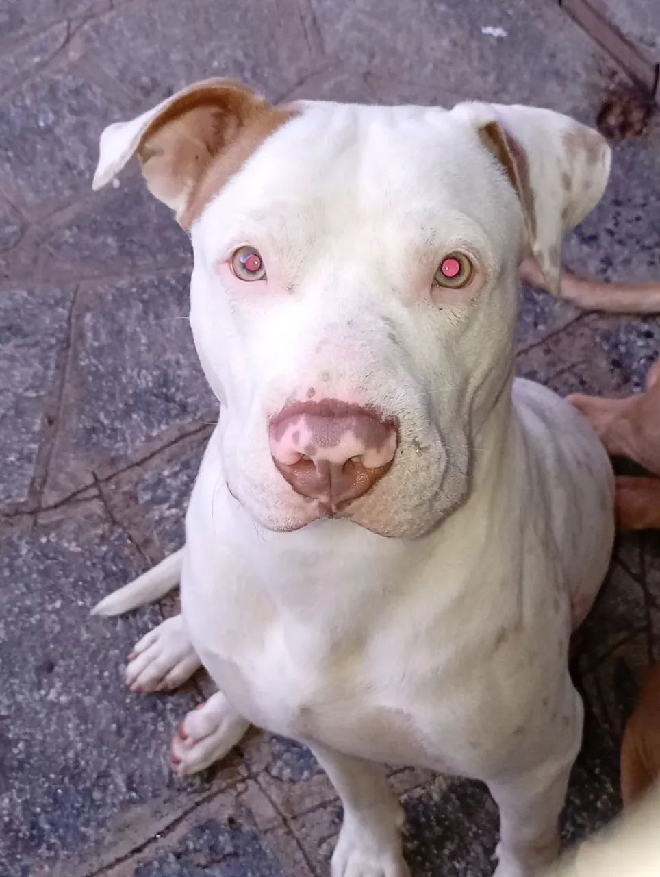 Duas filhotes de pitbull - Foto 4