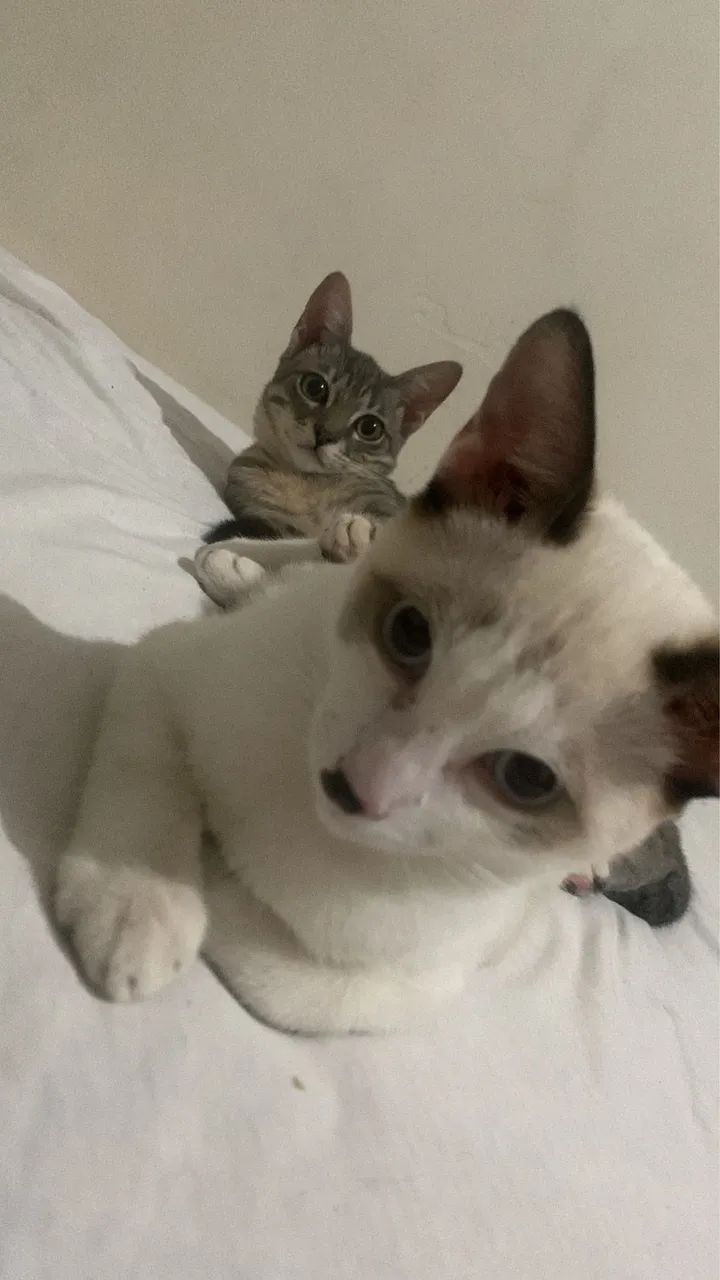 Doação de gatinhos  - Foto 6