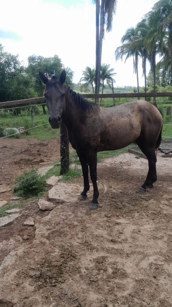 Égua Quarto de Milha 