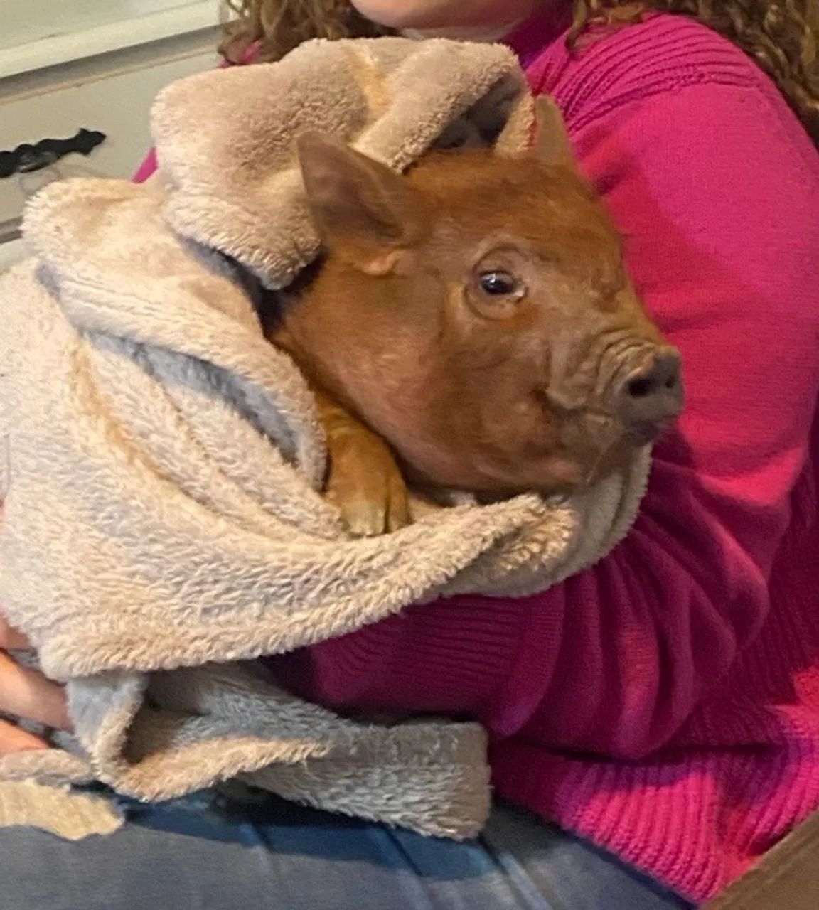 Mini pig 