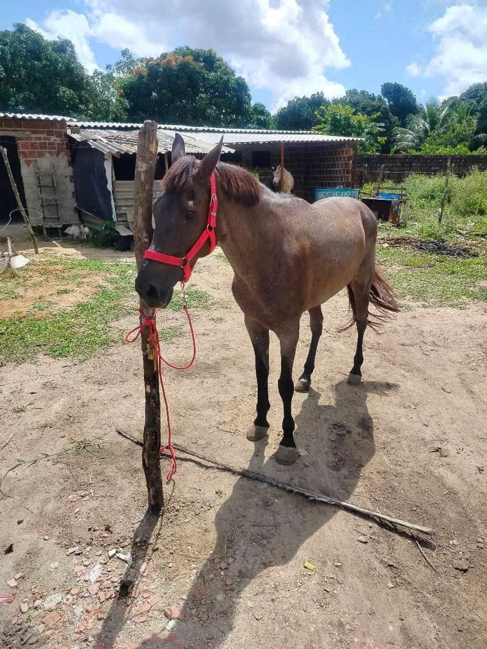 Cavalo  - Foto 2