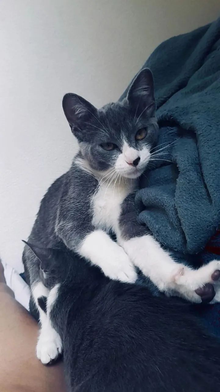 Doação de gata  - Foto 3