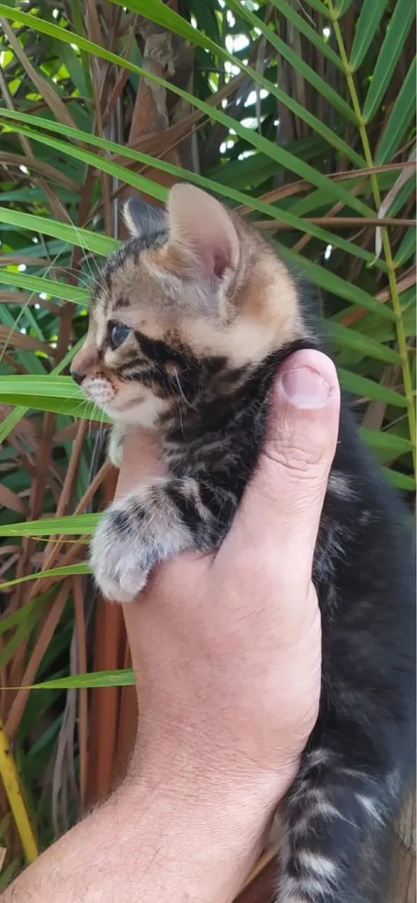 Bengal Marble - Foto 2