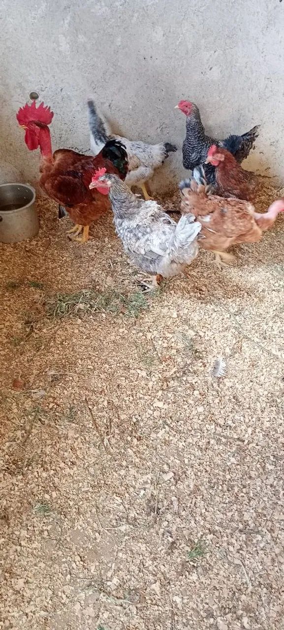 Lote de galinhas com galo polaco  - Foto 4