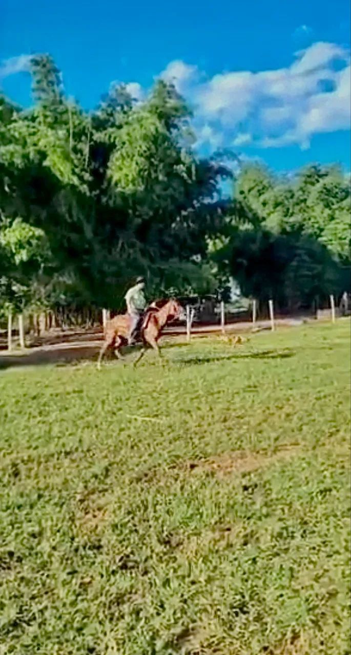 ÉGUA MACHADEIRA - Foto 4