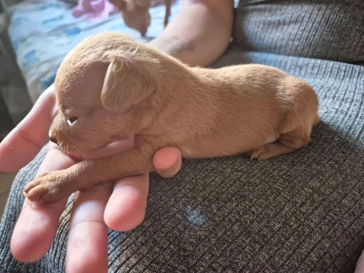 PINSCHER 0 - Foto 2