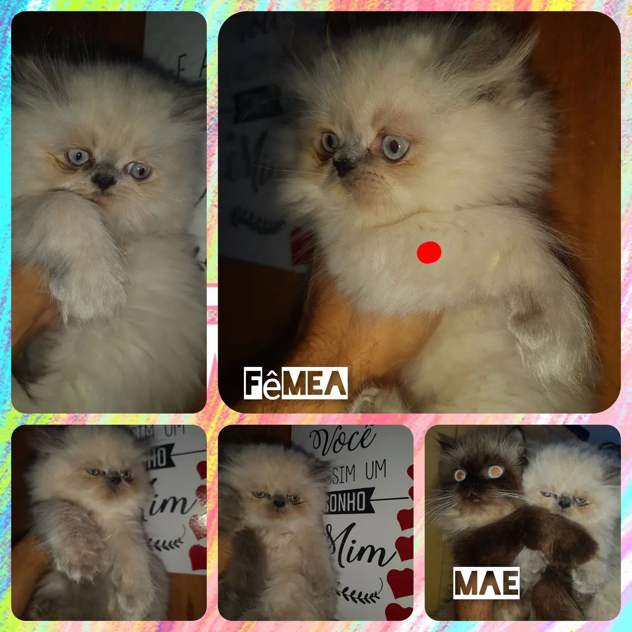 Gato persa - Foto 2
