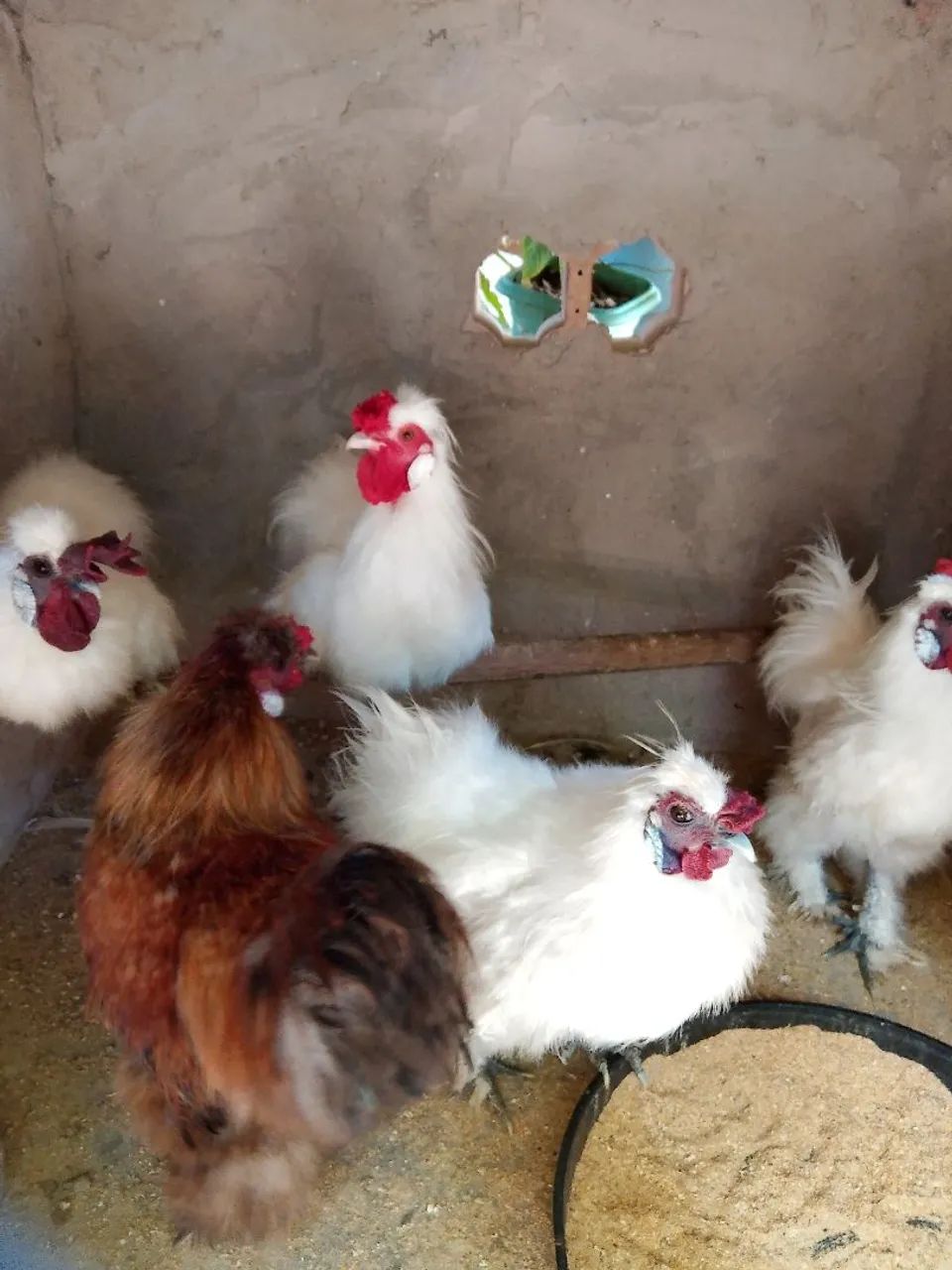 5 galos Sedosa à venda - ótima linhagem