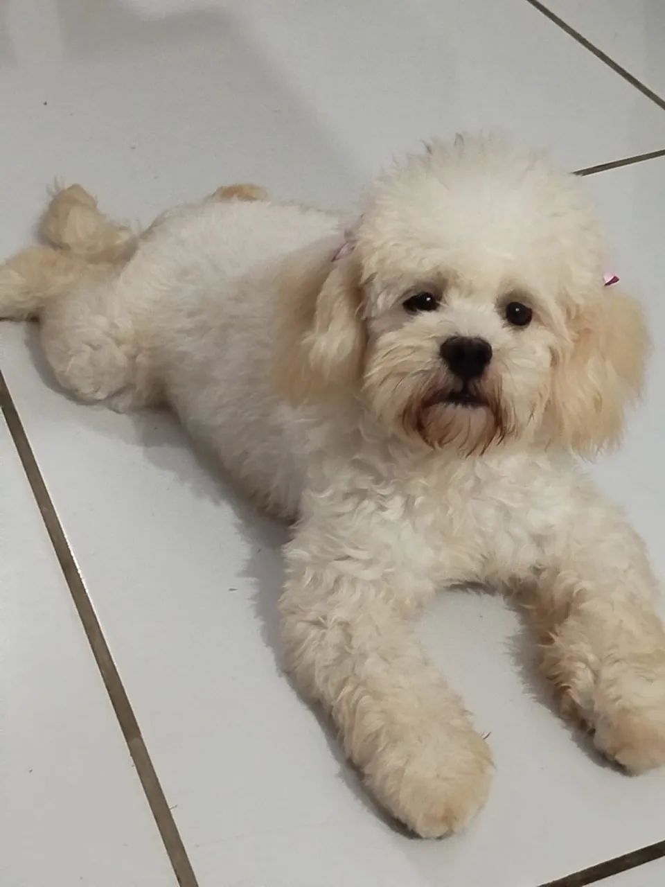 Poodle Fêmea