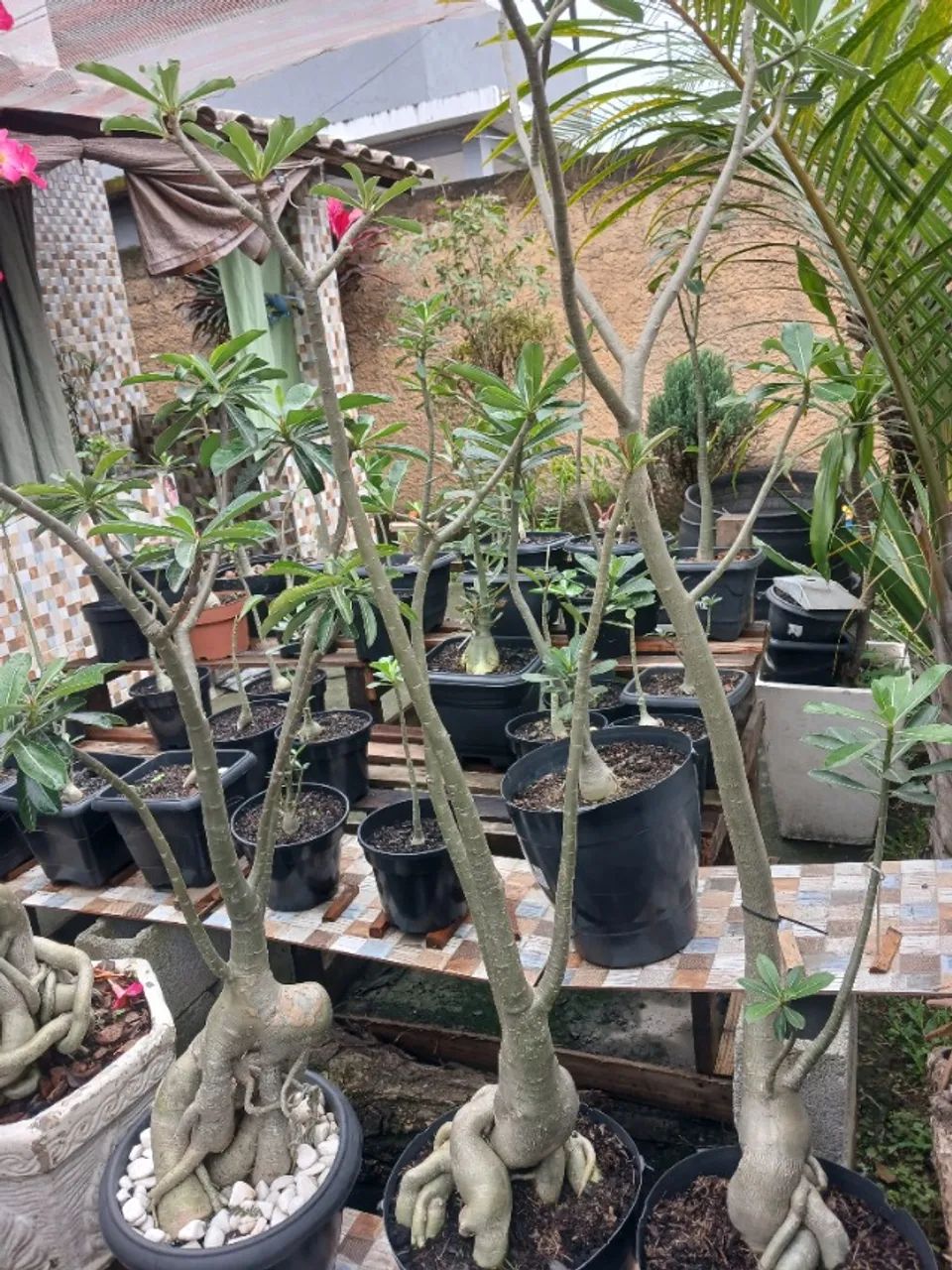 Vendo rosas do Deserto e algumas plantas.  - Foto 3