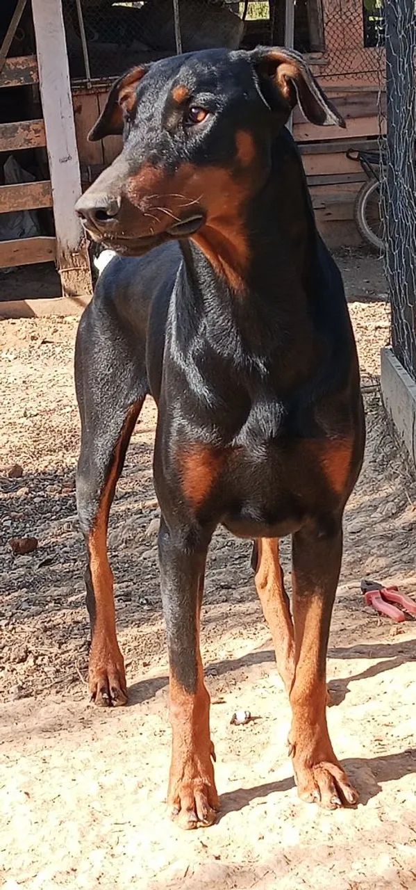 Vigia preto macho - Foto 2