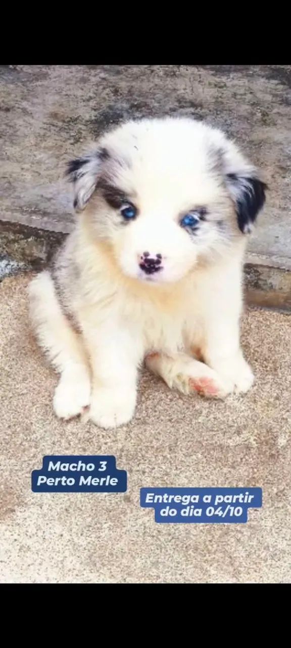 Border Collie  - Foto 2