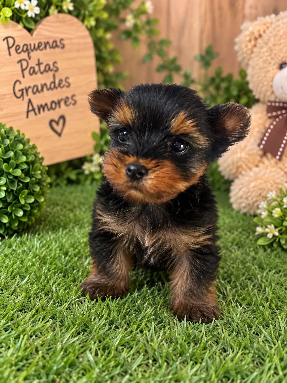 Yorkshire micro pitico macho incrível 