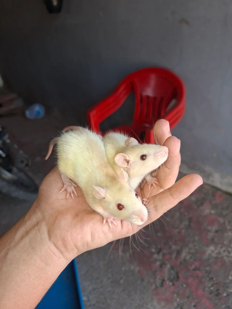 2 rato Twitter disponível 