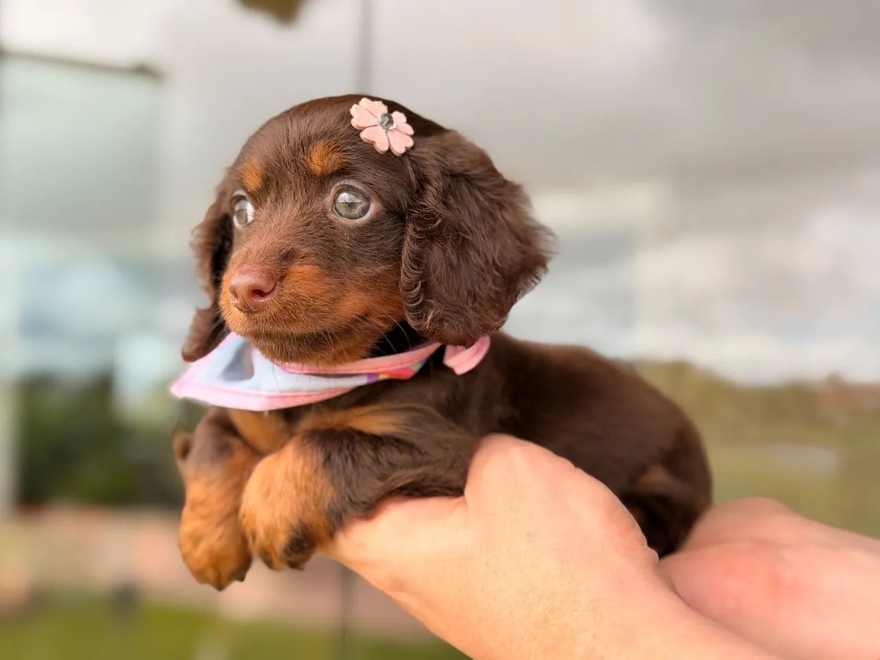 Dachshund Pelo Longo  - Foto 3
