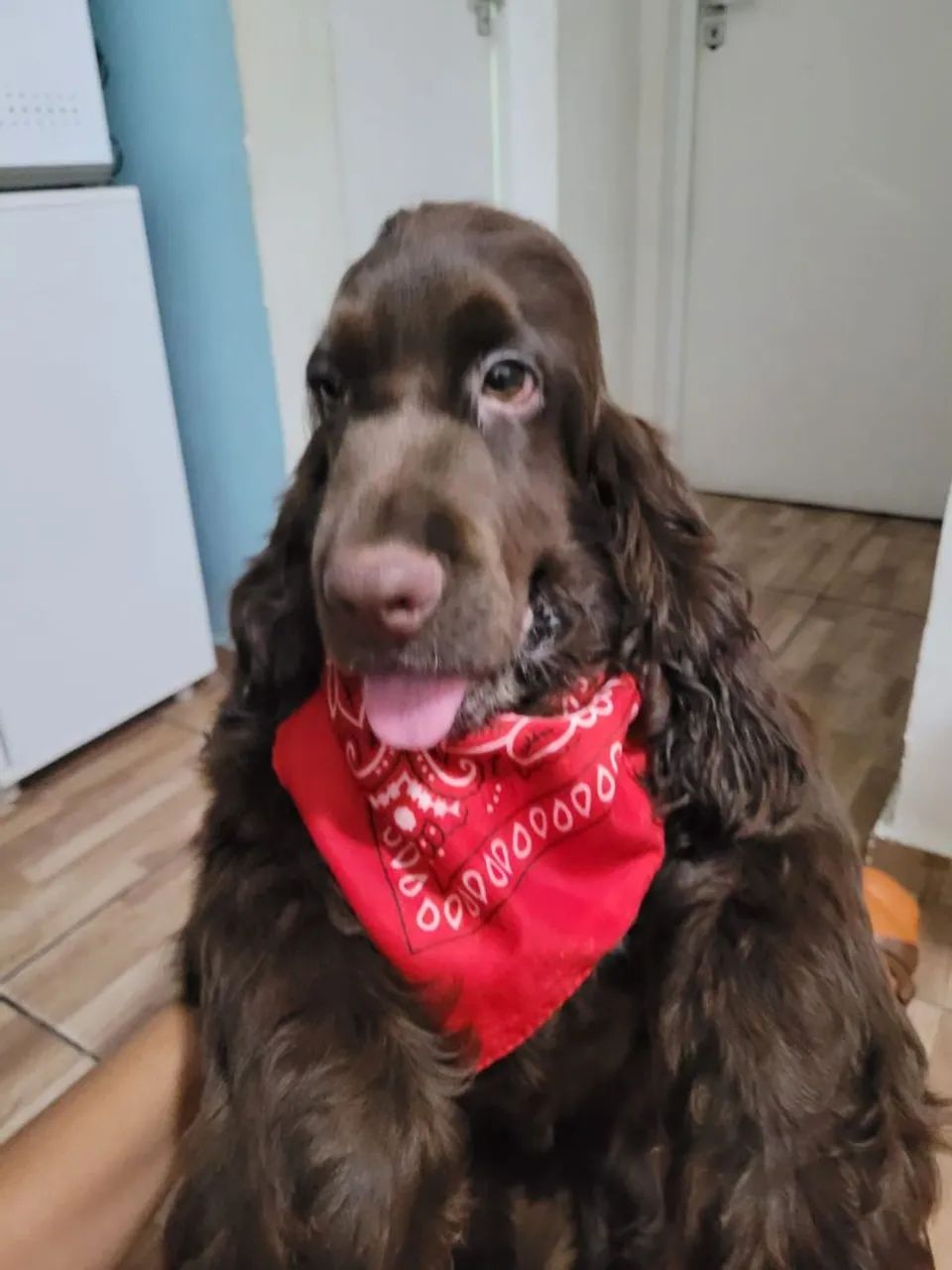 Filhotes de cocker spaniel inglês  - Foto 2