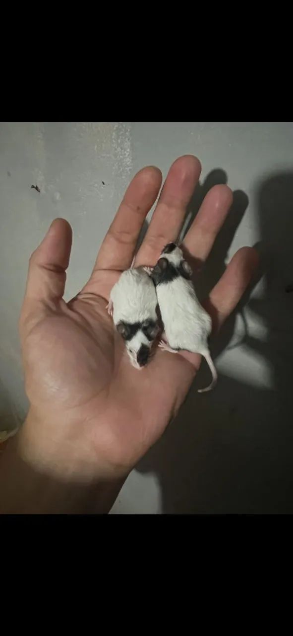 Topolinos 