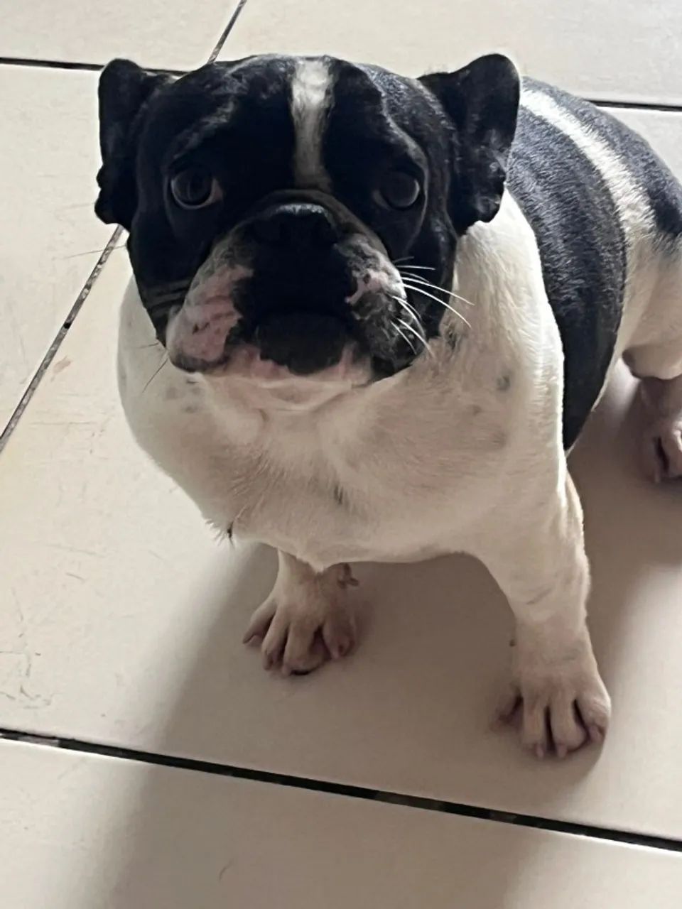 Filhote Bulldog Francês Macho