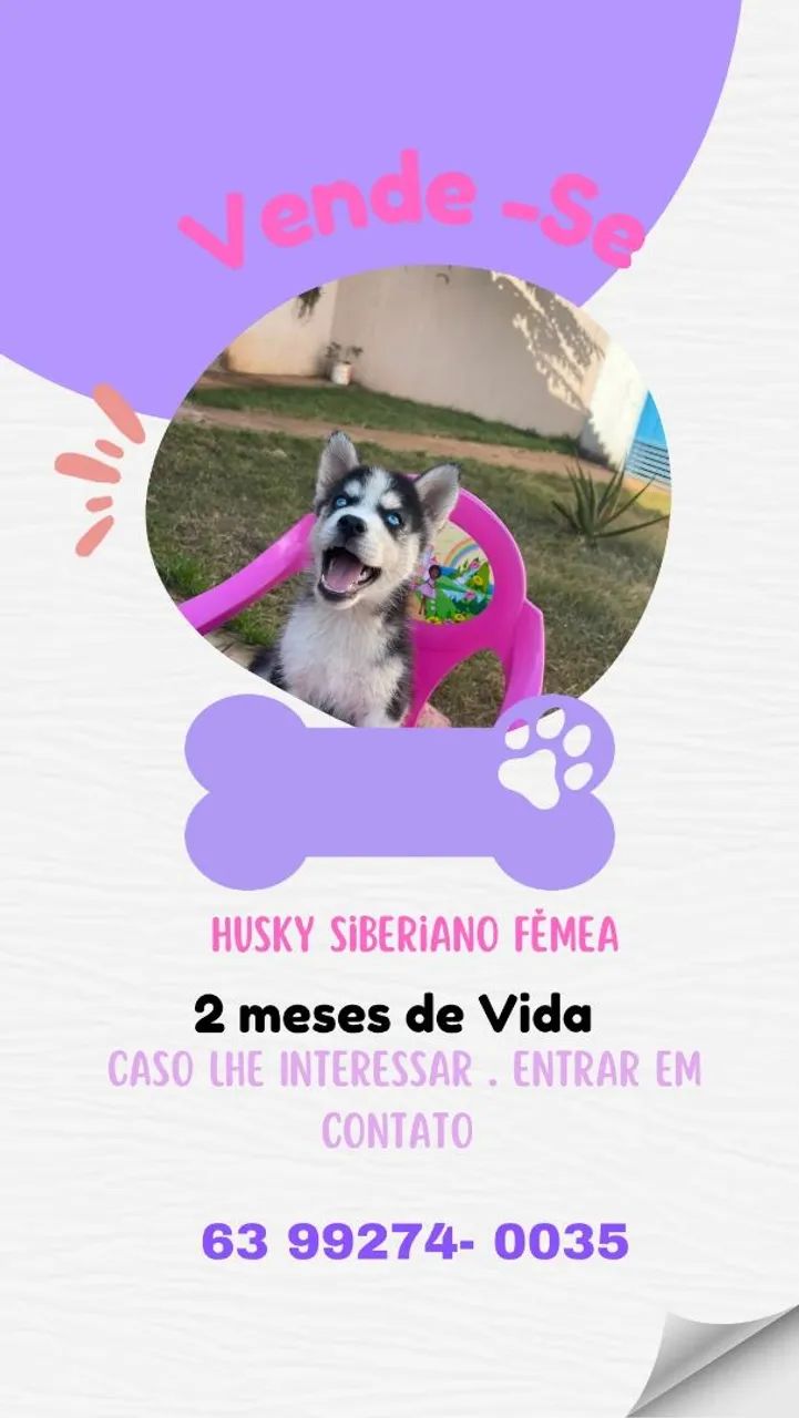 Filhote  Husky Siberiano 