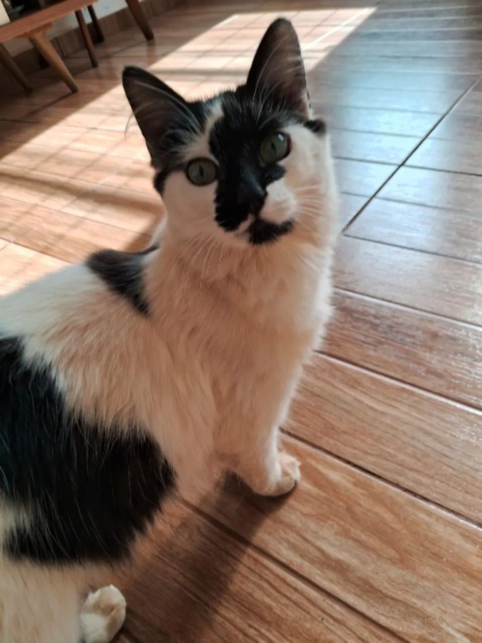 Doação de 4 gatos - Foto 4